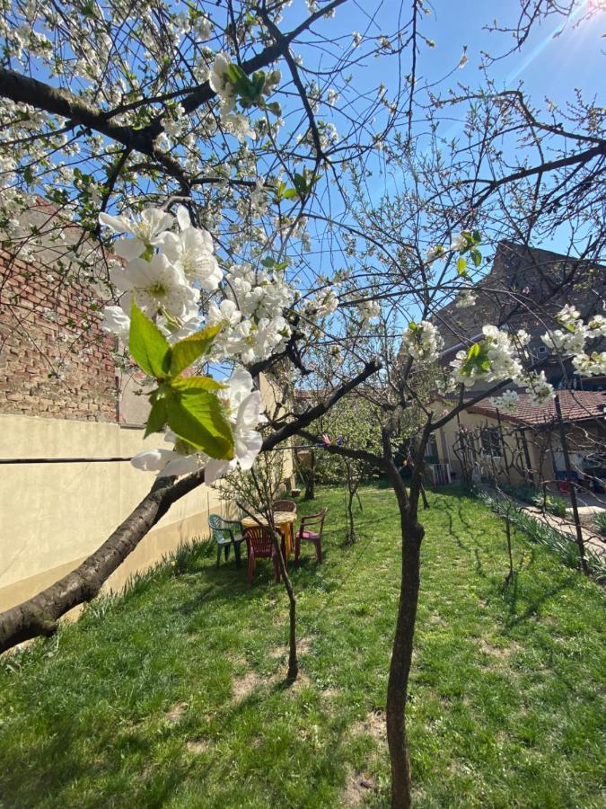 Zen House Hostel Timişoara Buitenkant foto